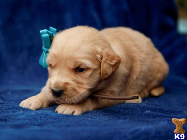 breeders Picture 2